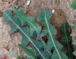  Leaf lobes